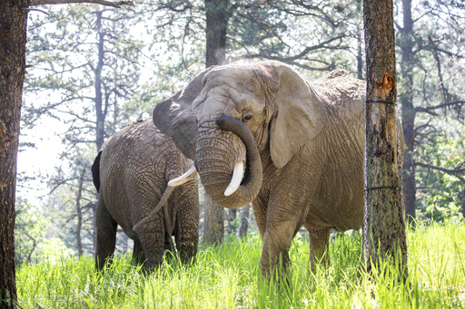 Court Rules Elephants Lacking Human Status Cannot Seek Freedom from Colorado Zoo