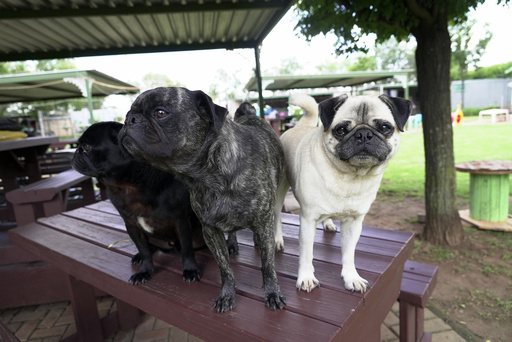 Pug Love: South African Woman Saves Over 2,500 Adorable ‘Clowns of Canines’