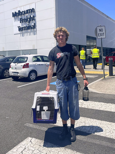 Mittens the cat unintentionally becomes a regular traveler after being forgotten on a flight.