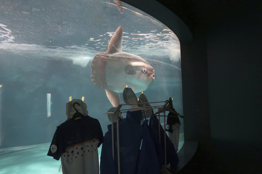 Sick Sunfish Heal After Human Cutouts Installed Around Their Tank Following Aquarium Shutdown