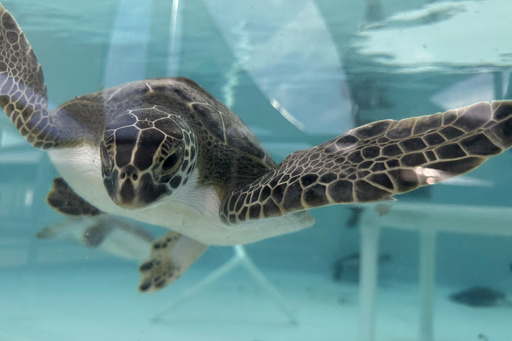 Florida marine center aids recovery of cold-stunned green sea turtles