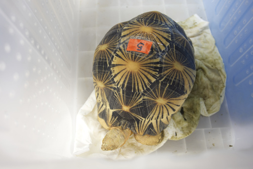 Thailand returns trafficked tortoises to Tanzania as proof against alleged wildlife smugglers