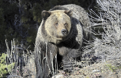 US Continues Conservation Efforts for Over 2,000 Grizzly Bears in the Rocky Mountains