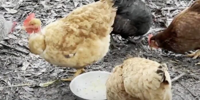 First U.S. Bird Flu Death reported in Louisiana (Photo: WKRN News 2/YouTube)