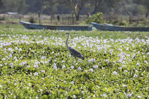 The invasive water hyacinth poses a significant risk to the livelihoods of fishermen on a renowned lake in Kenya.