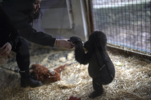 Young gorilla saved from cargo hold recuperates at Istanbul zoo