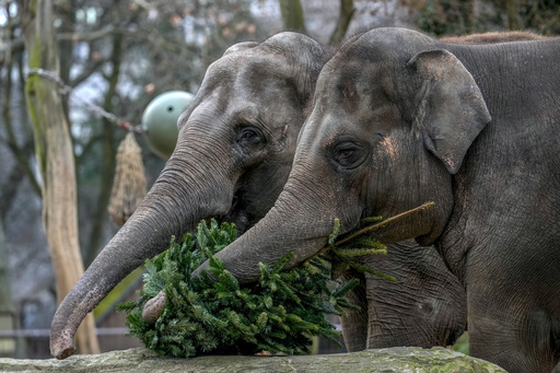 Berlin Zoo Elephants Enjoy Christmas Feast with Leftover Trees