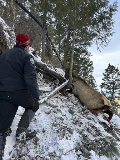 Elk gets stuck: Colorado wildlife teams save elk ensnared in rope on ice climbing path