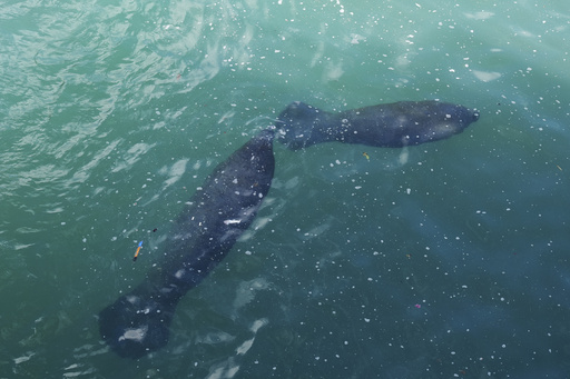 Manatees gather in heated waters close to power plants as winter storms sweep through Florida.