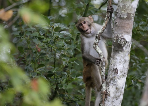 Final four monkeys that escaped in South Carolina are finally caught after months of evasion