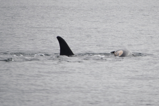 An orca that mourned her deceased calf for weeks in 2018 is repeating this behavior now.