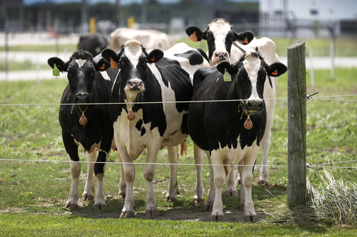 Another strain of avian influenza identified in US dairy cattle