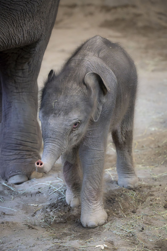 Oregon Zoo introduces a newborn elephant to its family