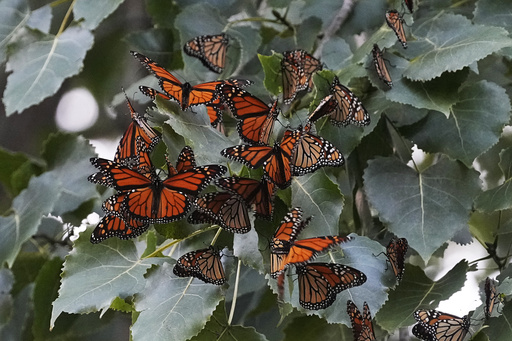 Significant decline in monarch butterfly population approaches historic 30-year low