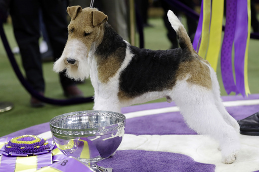 Understanding Dog Shows: A Guide to the Westminster Kennel Club