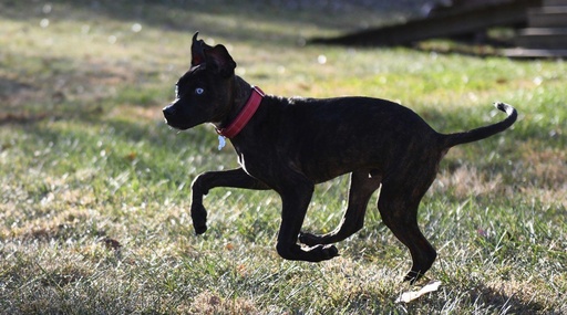 Kansas City Chiefs athlete steps into a coaching role for a dog named Parsnip in the ‘Puppy Bowl’