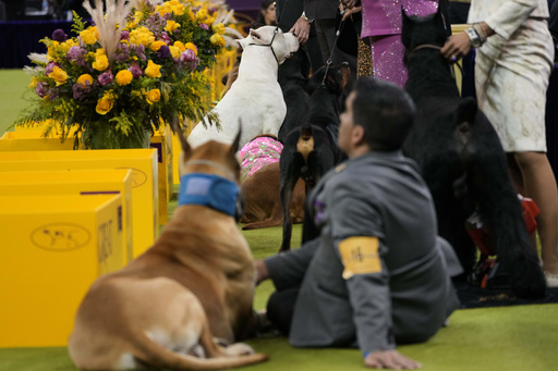 Westminster Kennel Club dog show prepares to announce its winner