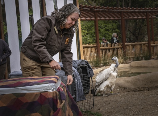 Cape vultures are making their debut in a new display at the Los Angeles Zoo