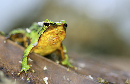 Researchers believe these small froglets may help preserve their species.