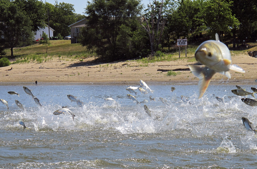 Pritzker postpones $1.2 billion invasive carp initiative amid worries about Trump’s federal funding commitment.