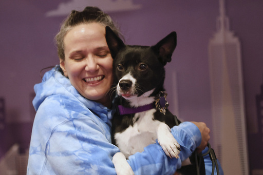 Dubbed the Dog Bowl, canine competitors from Westminster participate in Super Bowl weekend festivities.