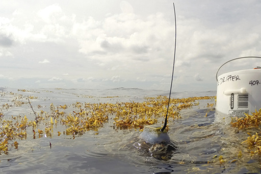 Researchers uncover the secrets behind sea turtles’ elusive ‘lost years’