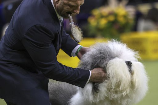 Westminster Kennel Club prepares to select its next canine champion.