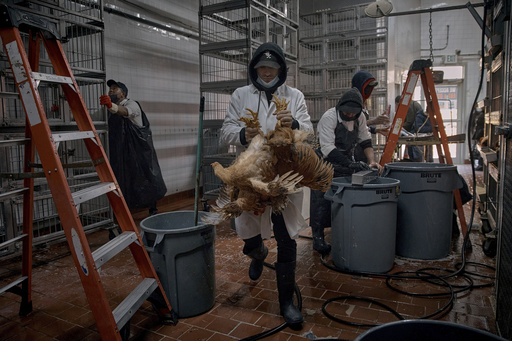 Hurry to sell poultry as NYC’s live markets close down over avian flu outbreak