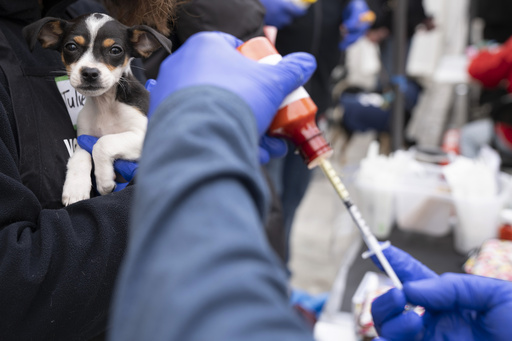 Canines patiently wait for parvovirus vaccinations at free clinic in San Francisco