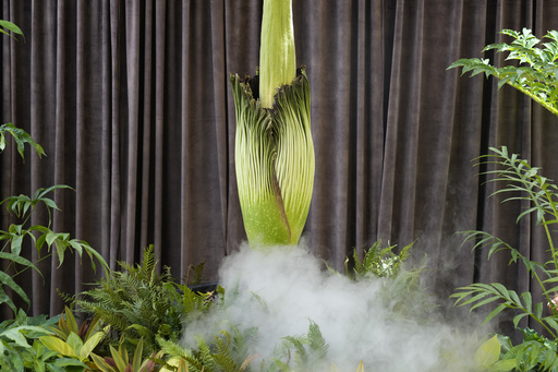 Australia witnesses its third disturbing bloom of a rare corpse flower within three months.