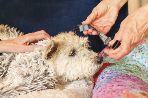 Dog, who became a national sensation for its antics, captured again in New Orleans