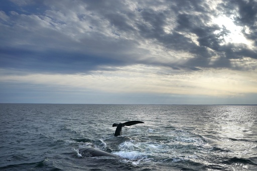 Court reinstates safeguards for at-risk whale species to avoid fishing gear entanglement.