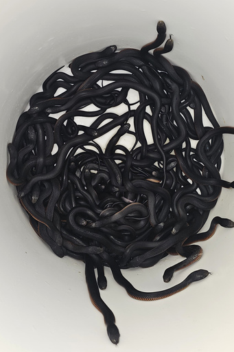 You won’t believe how many snakes were taken from this Australian backyard.