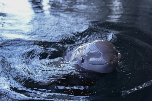 Chicago aquarium’s beluga calf introduces itself to the pod and will receive a name shortly.