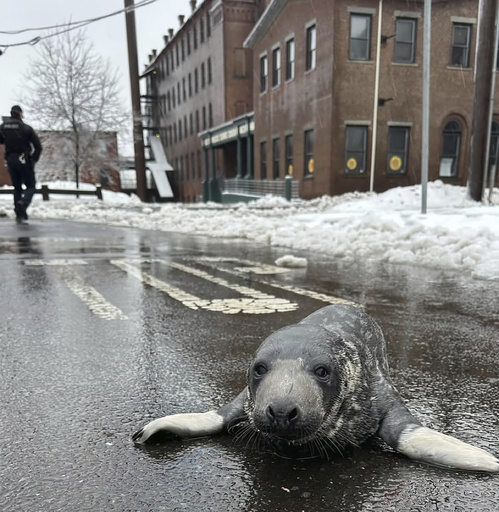 Emaciated seal pup saved from Connecticut roads and is now recuperating at an aquarium