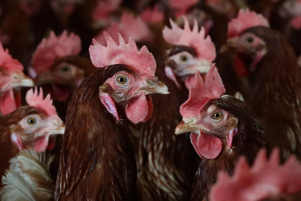 Millions of chickens have been slaughtered since the start of the outbreak ( Image: Getty Images)